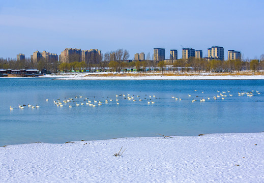 北京亦庄南海子天鹅湖雪景