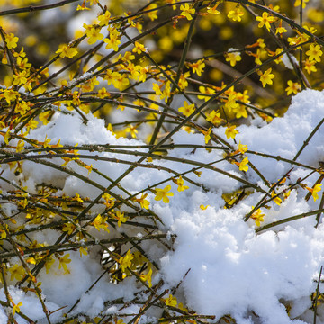 迎春花雪景