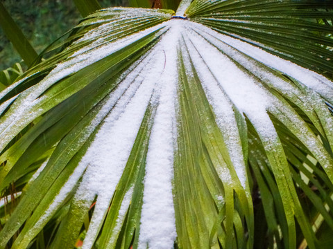 积雪树叶