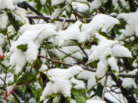 积雪树枝