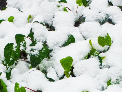 雪地植被