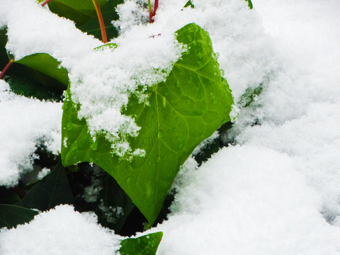 雪地植被