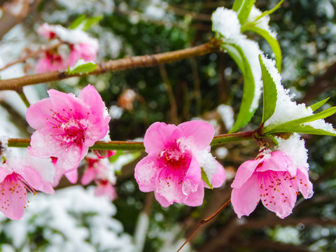 春雪桃花