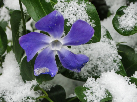 雪地小花