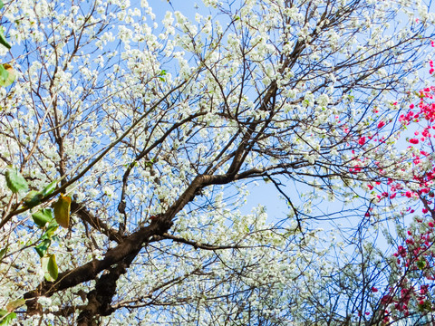 樱桃花树枝