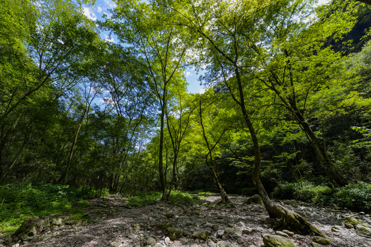 樹林