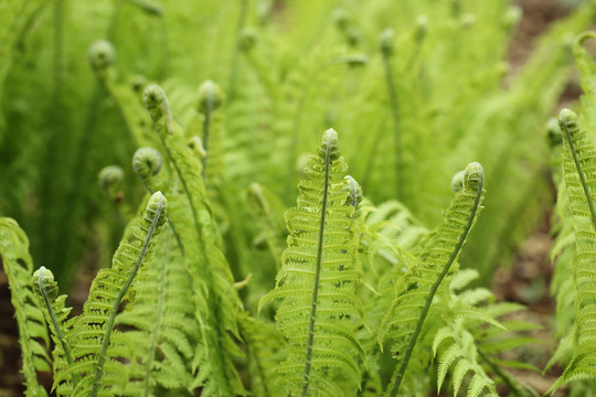 蕨类植物