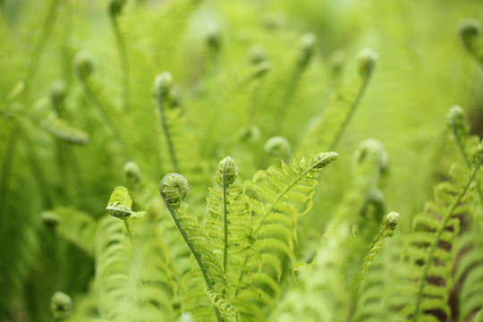 蕨类植物