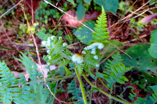 蕨类植物