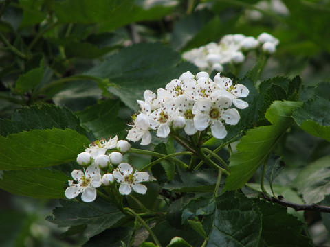 山楂树的盛花期