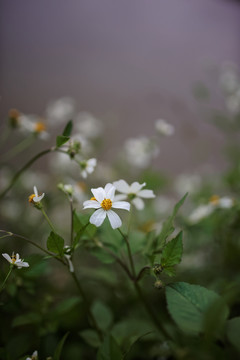 湖边的小雏菊