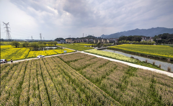 兰溪岩头村彩色油菜花航拍全景