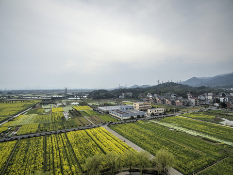 浙江兰溪岩头村油菜花田航拍