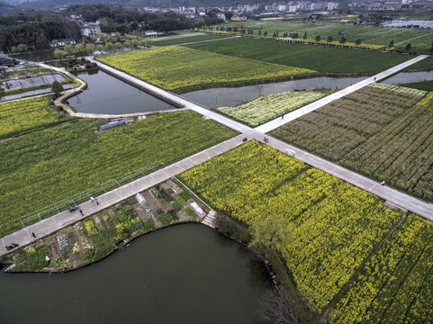 浙江兰溪岩头村油菜花田航拍