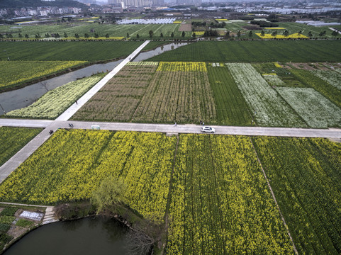 浙江兰溪岩头村油菜花田航拍