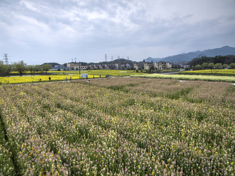 兰溪岩头村彩色油菜花航拍