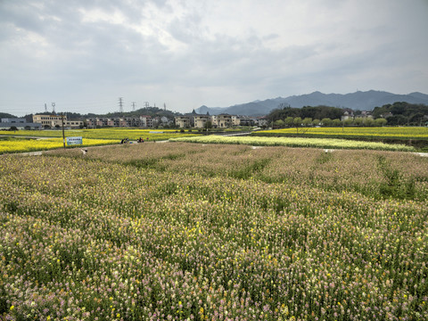 兰溪岩头村彩色油菜花航拍