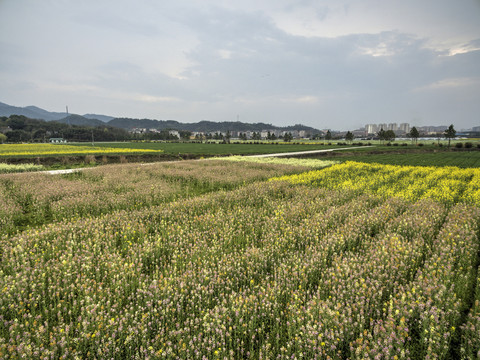 兰溪岩头村彩色油菜花航拍