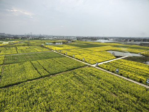 浙江兰溪岩头村油菜花田航拍