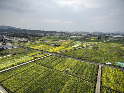 浙江兰溪岩头村油菜花田航拍