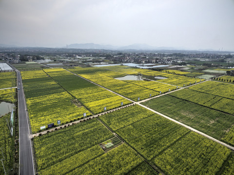 浙江兰溪岩头村油菜花田航拍