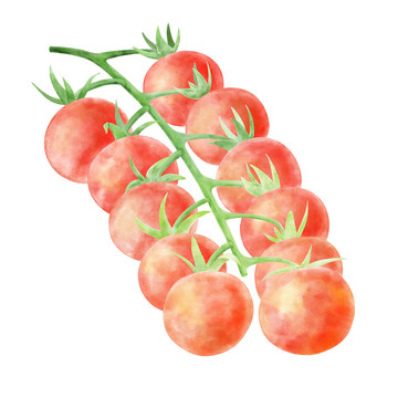 西紅柿