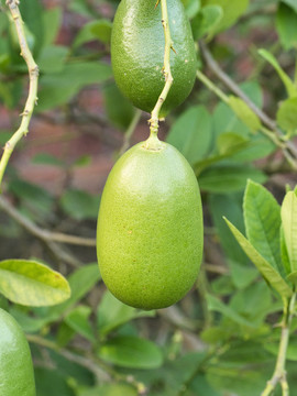 香水柠檬