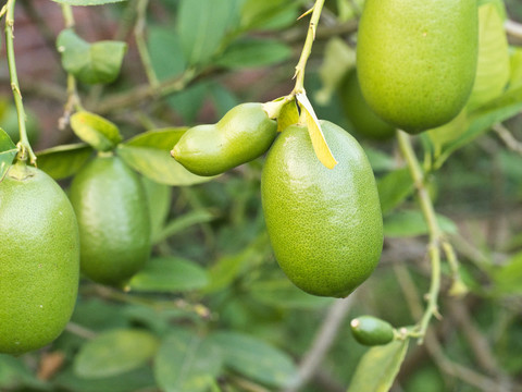 香水柠檬