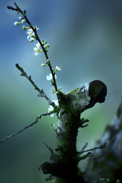 李花