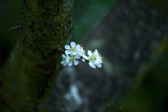 李花