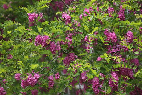 紫色槐花