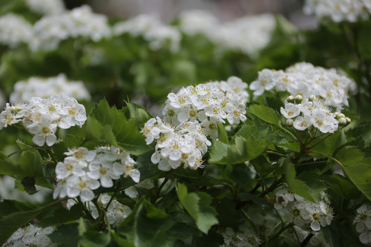 山楂花