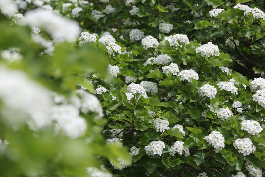 山楂花