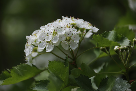 山楂花