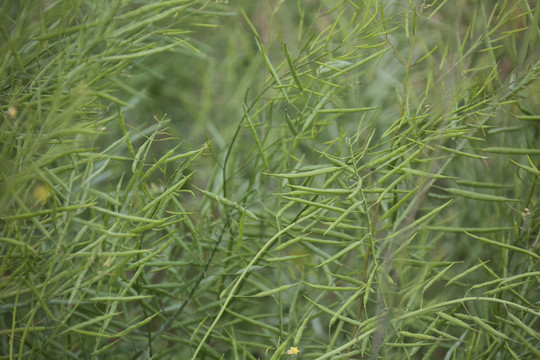 油菜花豆荚