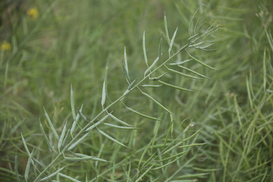 油菜花豆荚