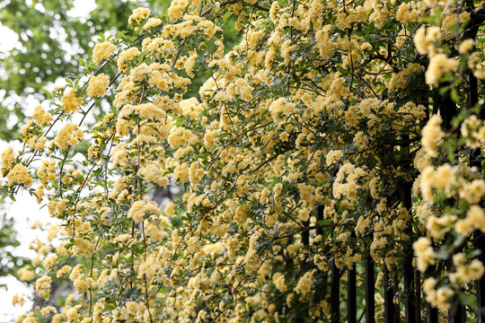 黄木香花