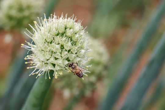 蜜蜂
