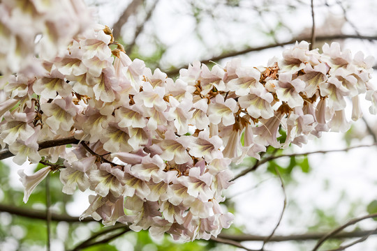 泡桐花