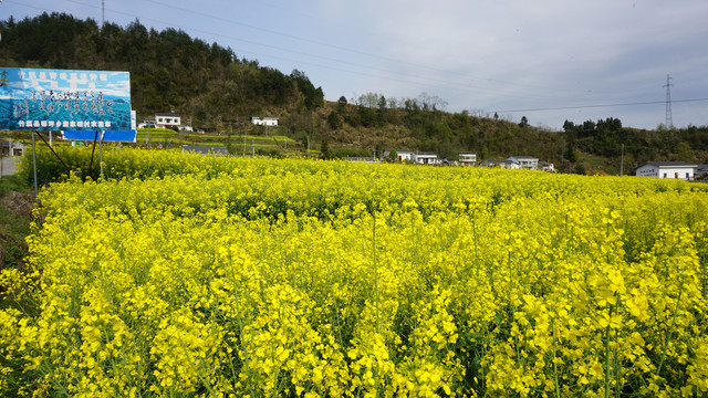 汇湾油菜