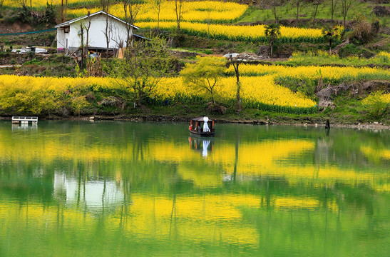 汇湾油菜