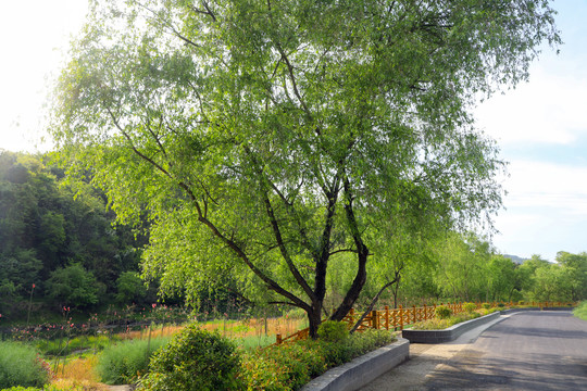 县河明家湾大树