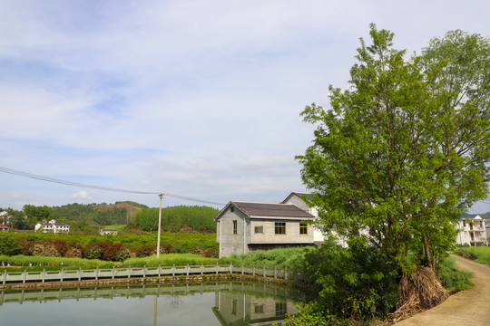 县河明家湾樱桃树