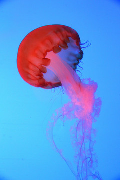 太平洋海刺水母