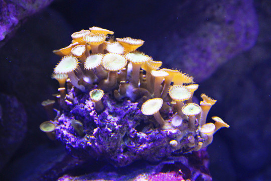 太阳花珊瑚
