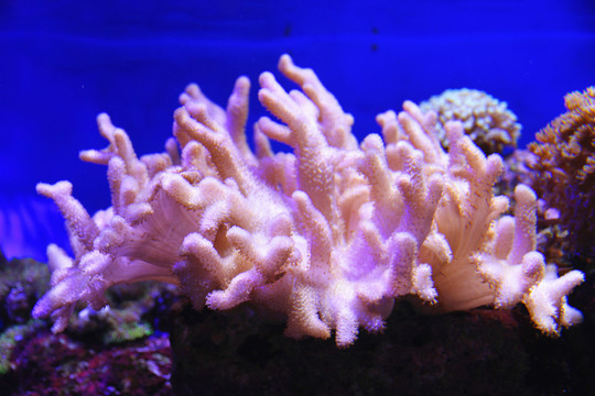 鹿茸珊瑚