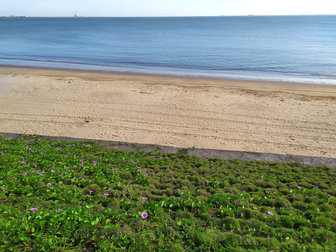 海边草地沙滩