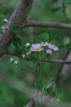 树林里的野花