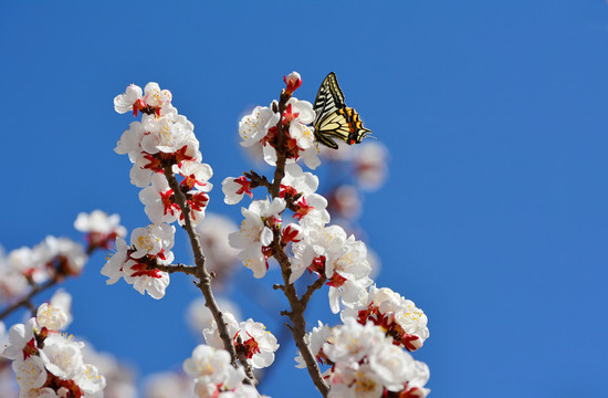 蝶恋花