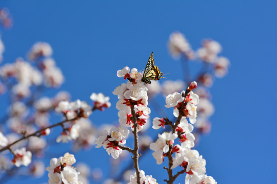 蝶恋花